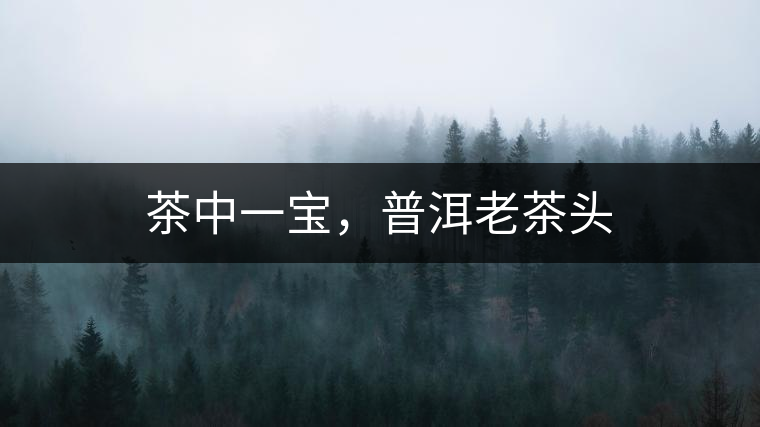 茶中一寶，普洱老茶頭