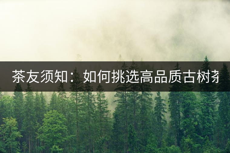 茶友須知：如何挑選高品質(zhì)古樹茶？