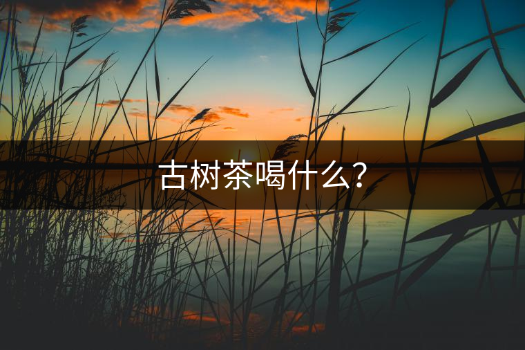 古樹(shù)茶喝什么？
