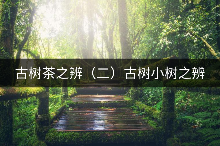 古樹(shù)茶之辨（二）古樹(shù)小樹(shù)之辨