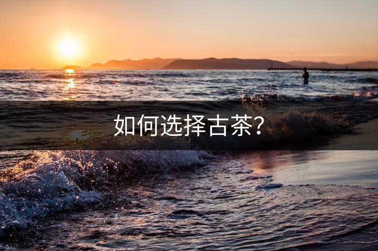 如何選擇古茶？