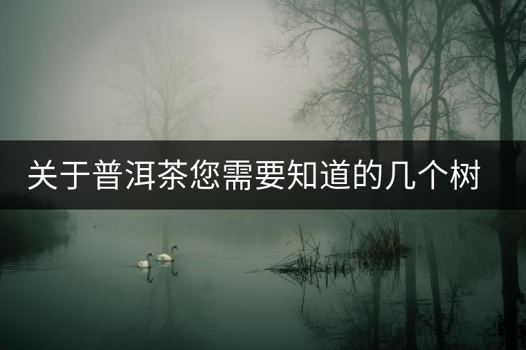 關(guān)于普洱茶您需要知道的幾個樹種