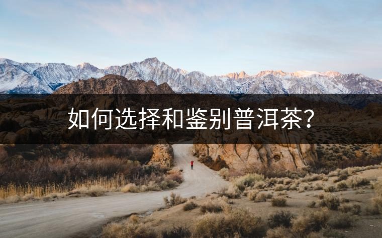 如何選擇和鑒別普洱茶？