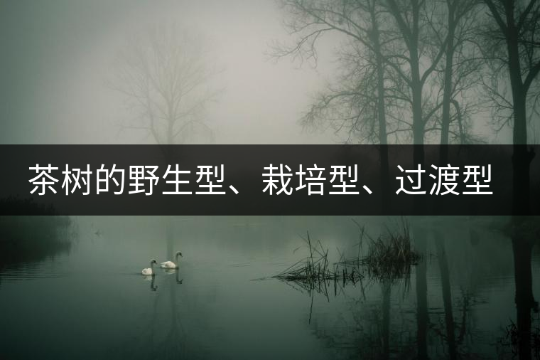 茶樹的野生型、栽培型、過渡型是怎么界定的？