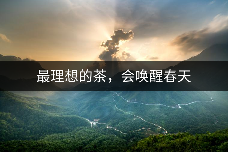 最理想的茶，會(huì)喚醒春天