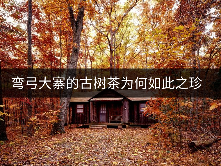 彎弓大寨的古樹茶為何如此之珍貴？