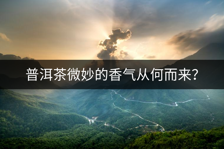 普洱茶微妙的香氣從何而來(lái)？