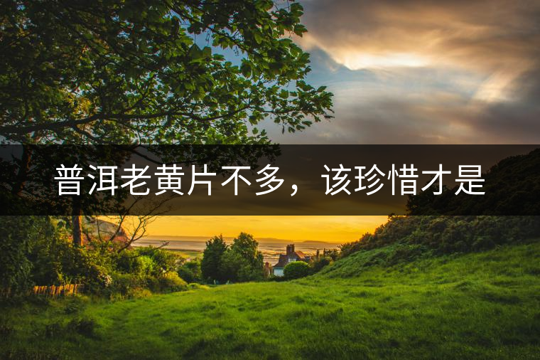 普洱老黃片不多，該珍惜才是