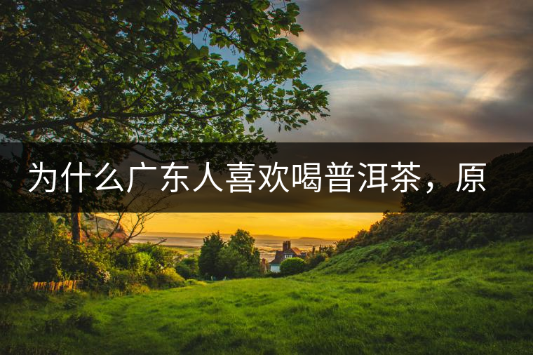 為什么廣東人喜歡喝普洱茶，原因你絕對想不到！