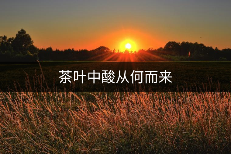 茶葉中酸從何而來(lái)
