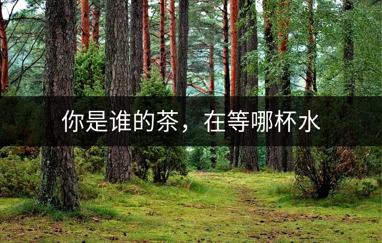 你是誰(shuí)的茶，在等哪杯水