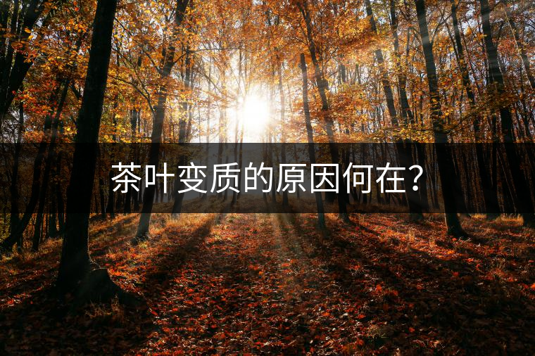 茶葉變質(zhì)的原因何在？