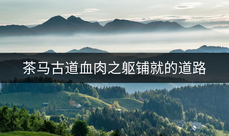茶馬古道血肉之軀鋪就的道路 茶馬古道血肉之軀鋪就的道路