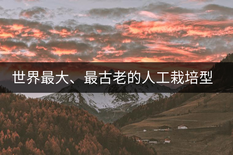 世界最大、最古老的人工栽培型的古茶樹(shù)——香竹箐茶祖