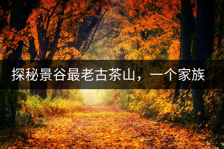 探秘景谷最老古茶山，一個家族的興茶往事