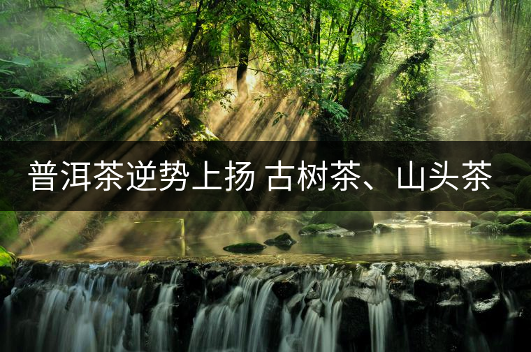 普洱茶逆勢上揚 古樹茶、山頭茶遭“熱捧”
