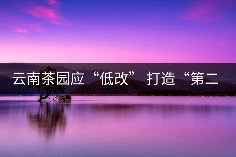 云南茶園應“低改” 打造“第二個景邁山”