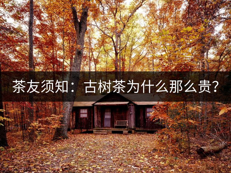 茶友須知：古樹茶為什么那么貴？