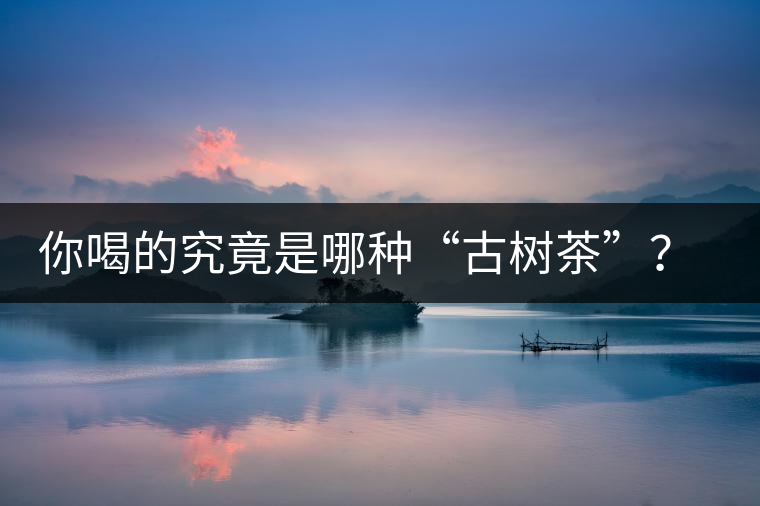 你喝的究竟是哪種“古樹(shù)茶”？（收茶必備知識(shí)）