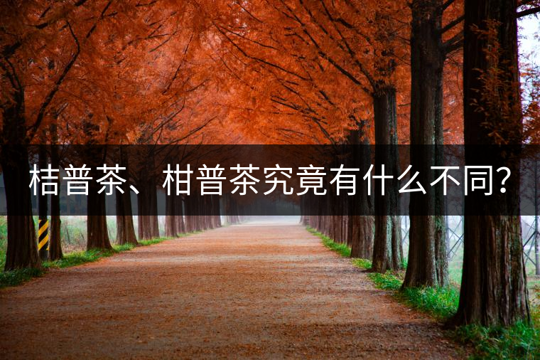 桔普茶、柑普茶究竟有什么不同？