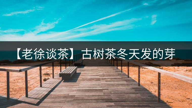 【老徐談茶】古樹茶冬天發(fā)的芽稱為冬茶？滋味如何呢？