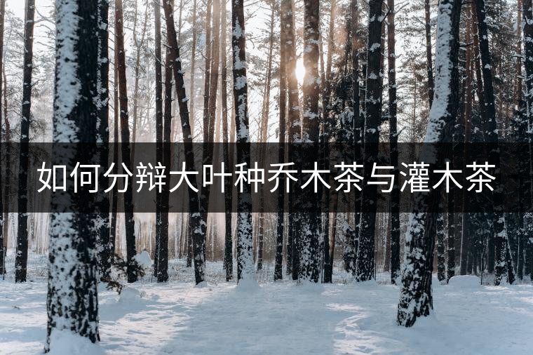 如何分辯大葉種喬木茶與灌木茶 如何分辯大葉種喬木茶與灌木茶