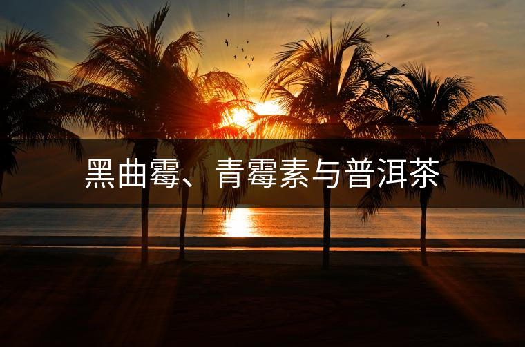 黑曲霉、青霉素與普洱茶