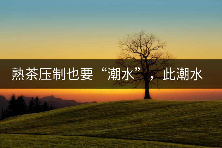 熟茶壓制也要“潮水”，此潮水的目的是什么？