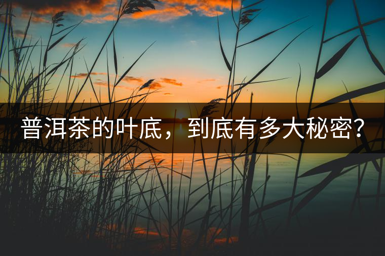 普洱茶的葉底，到底有多大秘密？