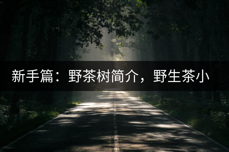 新手篇：野茶樹簡介，野生茶小知識