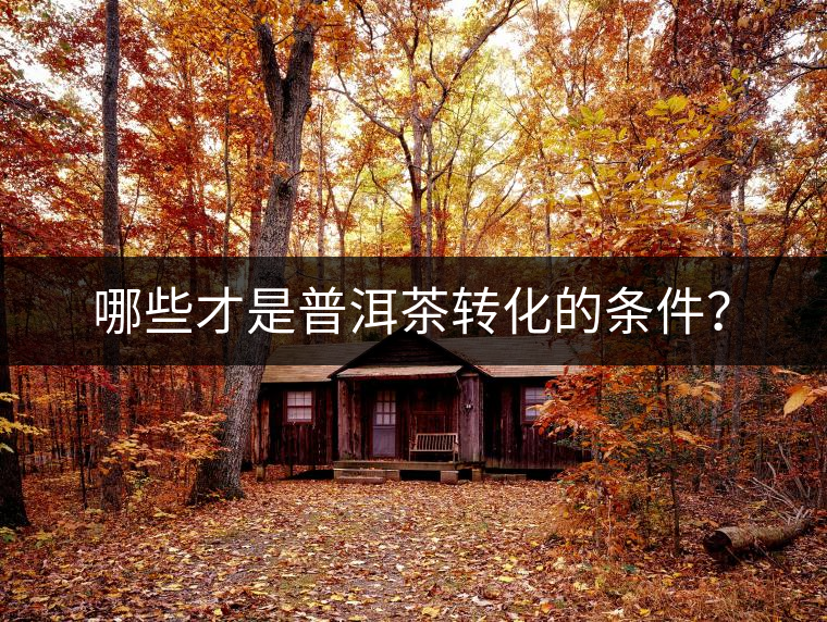 哪些才是普洱茶轉(zhuǎn)化的條件？