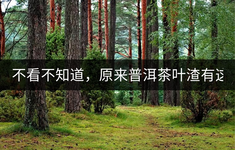 不看不知道，原來普洱茶葉渣有這么多作用！