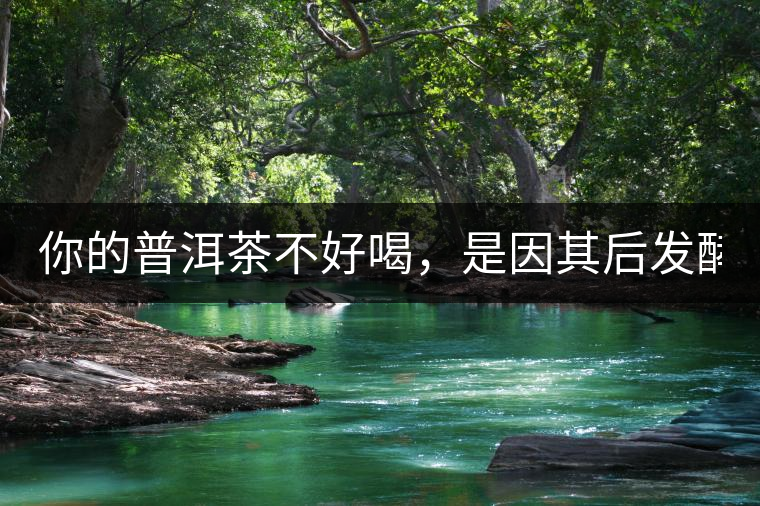 你的普洱茶不好喝，是因其后發(fā)酵能力不夠！