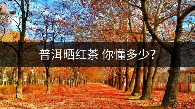 普洱曬紅茶 你懂多少？