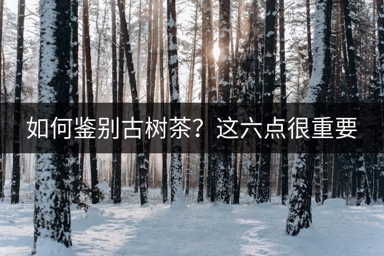 如何鑒別古樹茶？這六點很重要