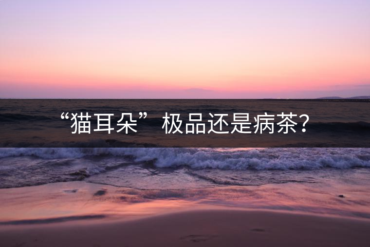 “貓耳朵”極品還是病茶？