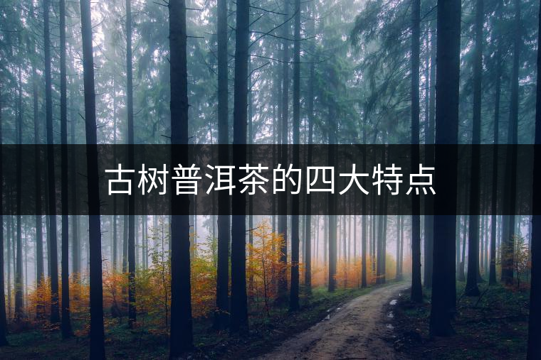 古樹(shù)普洱茶的四大特點(diǎn) 古樹(shù)普洱茶的四大特點(diǎn)