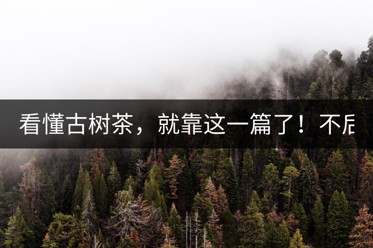 看懂古樹(shù)茶，就靠這一篇了！不后悔!