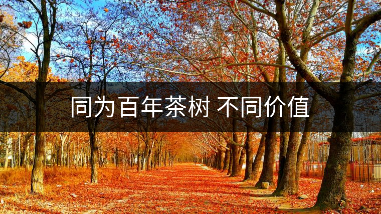同為百年茶樹 不同價值 同為百年茶樹 不同價值