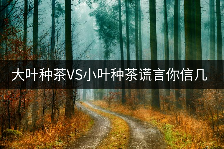 大葉種茶VS小葉種茶謊言你信幾個(gè)？