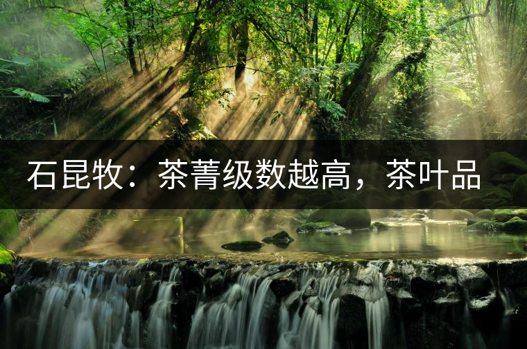 石昆牧：茶菁級數(shù)越高，茶葉品質(zhì)就越好？