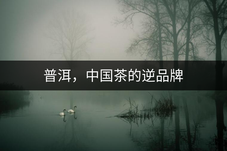 普洱，中國茶的逆品牌