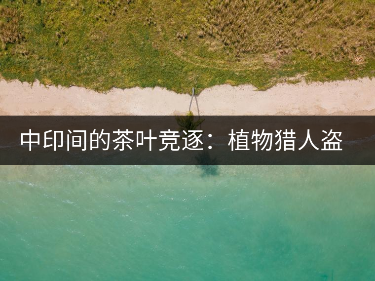 中印間的茶葉競逐：植物獵人盜走中國茶種，改變世界茶葉貿(mào)易版圖