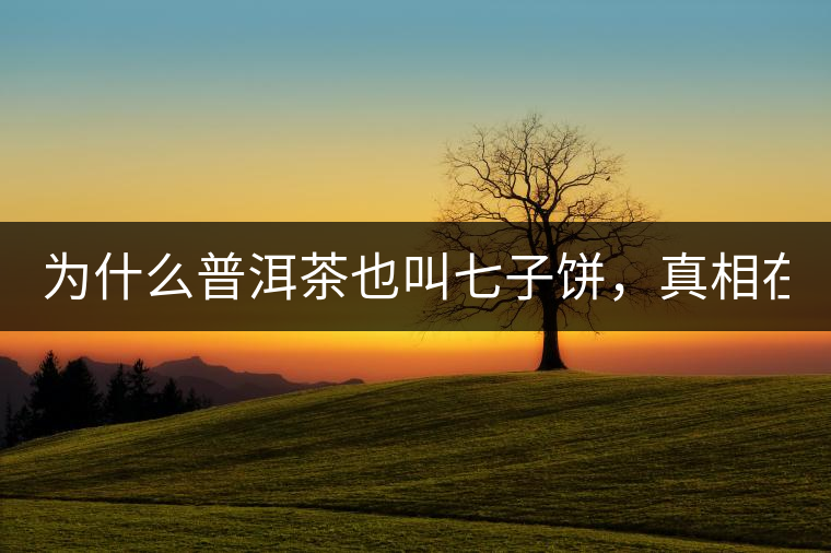 為什么普洱茶也叫七子餅，真相在這里！