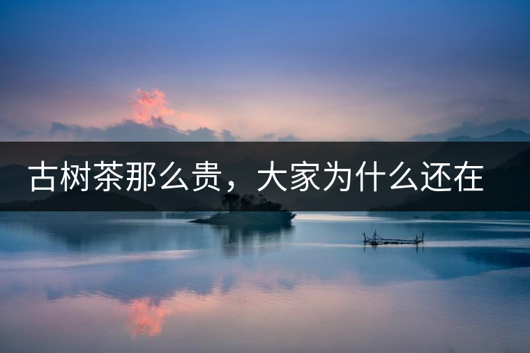 古樹茶那么貴，大家為什么還在瘋狂追求？