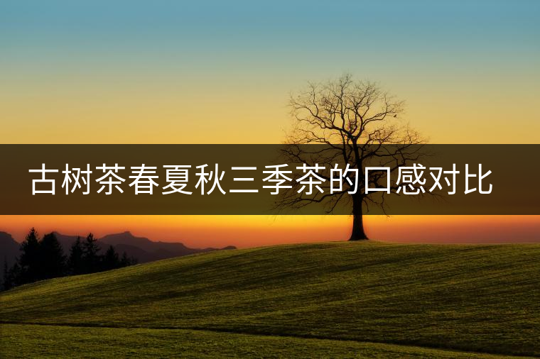 古樹茶春夏秋三季茶的口感對比，尤其是回甘方面有什么不同？