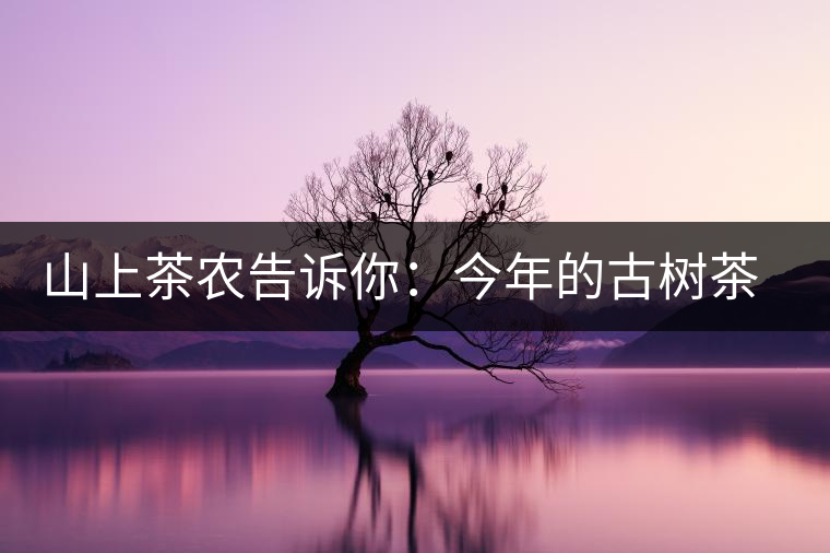 山上茶農(nóng)告訴你：今年的古樹茶為什么那么貴？