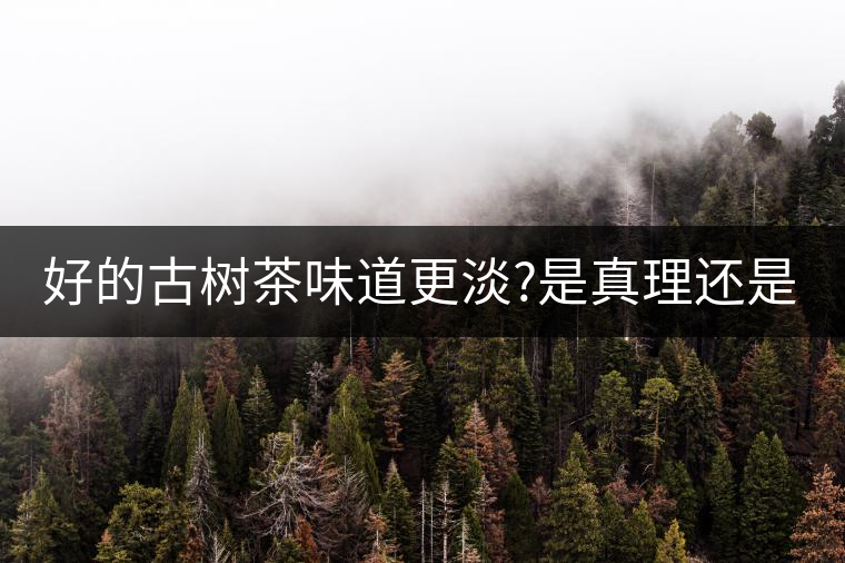 好的古樹(shù)茶味道更淡?是真理還是謠言?