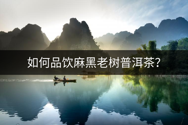 如何品飲麻黑老樹普洱茶？