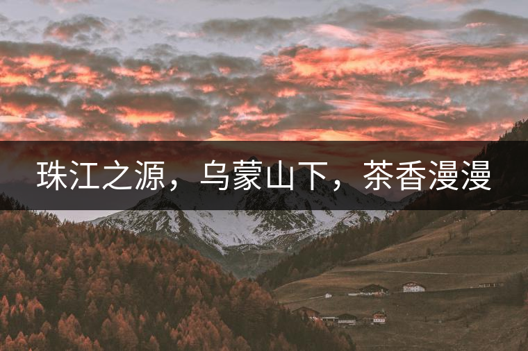 珠江之源，烏蒙山下，茶香漫漫